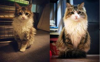 国产猫帅气视频大全,帅气视频大全集锦